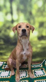 Noah -  Labrador Retriever Dog for Adoption in Little Rock, Arkansas - Noah | PetCurious