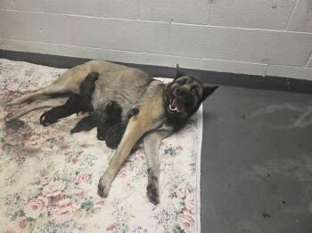 German Shepherd Dog Dogs Available for Adoption in Antioch, California - CALENDAR GIRL | PetCurious