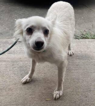 Rescue American Eskimo Dog Dogs for Adoption in Hallsville, Missouri - Lucy | PetCurious