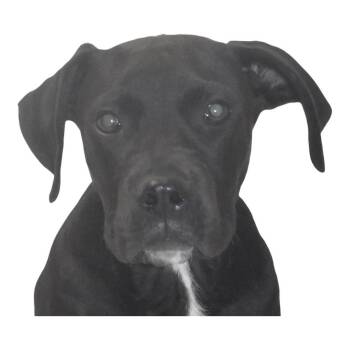 Batman -  Terrier Dog for Adoption in Springfield, Ohio - Batman | PetCurious