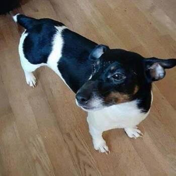 Jack Russell Terrier Dogs Available for Adoption in Rochester, Minnesota - Rembo | PetCurious