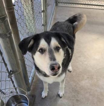 Max -  Husky Dog for Adoption in Plover, Wisconsin - Max | PetCurious