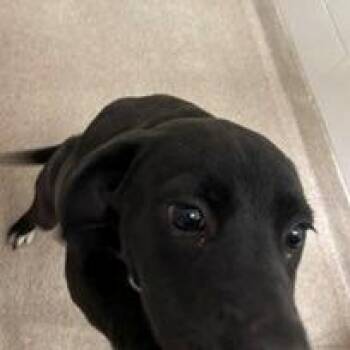Skye -  Black Labrador Retriever and Mixed Breed Dog for Adoption in Horn Lake, Mississippi - Skye | PetCurious