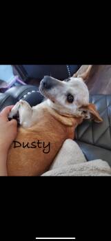 Rescue Dachshund Dogs for Adoption in Las Vegas, Nevada - Dusty | PetCurious