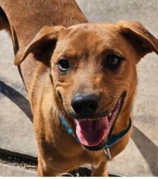 Tony -  Retriever and Mixed Breed Dog for Adoption in Homewood, Illinois - Tony | PetCurious