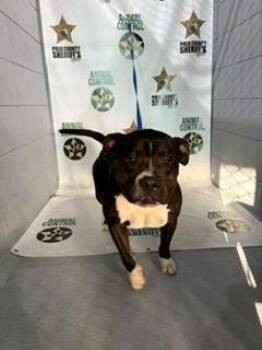A1267847 -  American Bulldog and Mixed Breed Dog for Adoption in Winter Haven, Florida - A1267847 | PetCurious