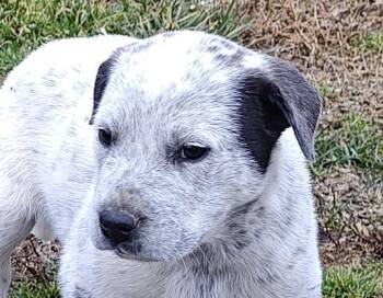Australian Cattle Dog Blue Heeler and Labrador Retriever Dogs Available for Adoption - Jake Olympians | PetCurious