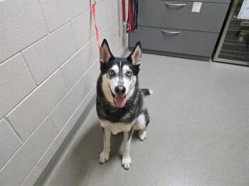 TRAXX -  Siberian Husky Dog for Adoption in Colorado Springs, Colorado - TRAXX | PetCurious