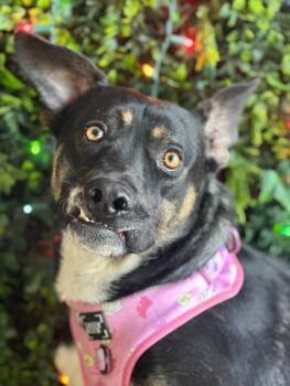 Luna-One of our Amazing Rescue Dogs -  Australian Kelpie and German Shepherd Dog Dog for Adoption in Carlsbad, California - Luna-One Of Our Amazing Rescue Dogs | PetCurious