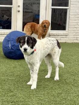 Great Pyrenees and Mixed Breed Dogs Available for Adoption in Fort Worth, Texas - Guinn | PetCurious