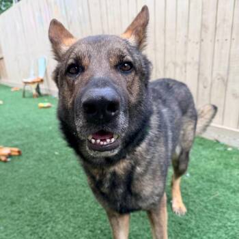 Sherman the Shepherd -  German Shepherd Dog Dog for Adoption in New Orleans, Louisiana - Sherman The Shepherd | PetCurious