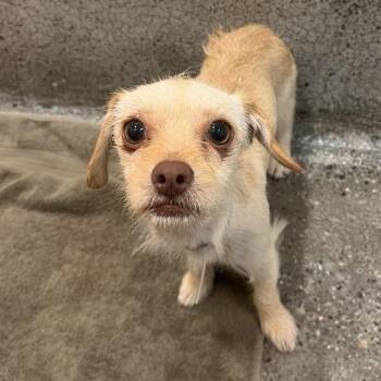 Rakitic -  Terrier and Mixed Breed Dog for Adoption in Los Angeles, California - Rakitic | PetCurious