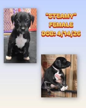 Catahoula Leopard Dog and Australian Shepherd Dogs Available for Adoption in Baker, Louisiana - Steamy | PetCurious