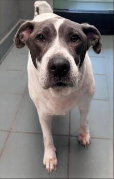 Blanca -  Mixed Breed Dog for Adoption in Nashville, Tennessee - Blanca | PetCurious