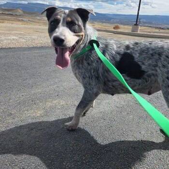Juno -  Cattle Dog and American Staffordshire Terrier Dog for Adoption in Grand Junction, Colorado - Juno | PetCurious
