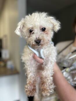 Maltese Dogs Available for Adoption in Mineral Point, Wisconsin - Angie | PetCurious