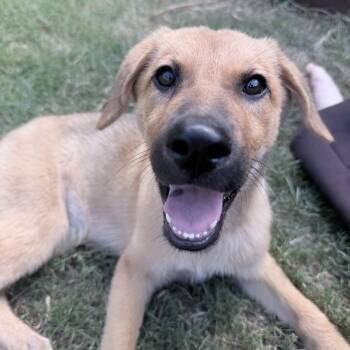 Plum (Gorgeous) -  German Shepherd Dog and Chow Chow Dog for Adoption in Austin, Texas - Plum (Gorgeous) | PetCurious