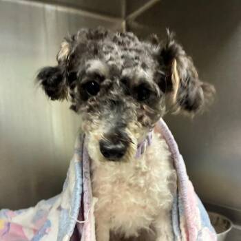 Mixed Breed Dogs Available for Adoption in Columbus, Georgia - 04/25/2026-Stray-WilliamsburgDrive | PetCurious