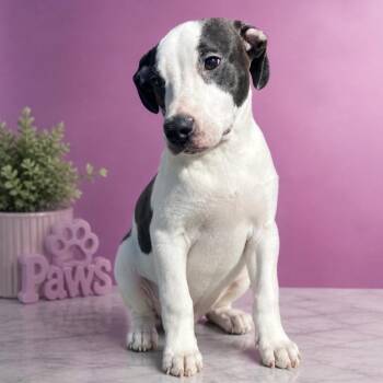 Mixed Breed Dogs Available for Adoption in Hagerstown, Maryland - Millie | PetCurious