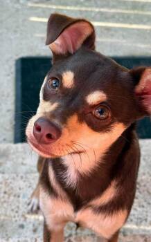 Coco Velvet -  Chihuahua Dog for Adoption in Crystal Lake, Illinois - Coco Velvet | PetCurious
