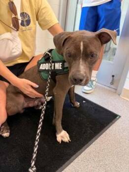 Bean -  Terrier and Mixed Breed Dog Available for Adoption in Daphne, Alabama - Bean | PetCurious