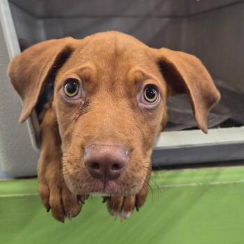 Coconut -  Terrier Dog for Adoption in Montgomery, Alabama - Coconut | PetCurious