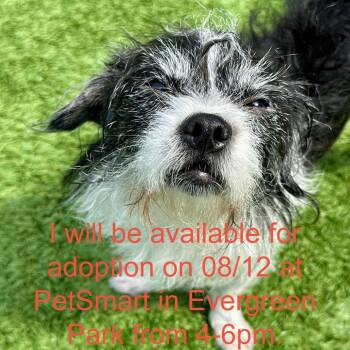 Solene -  Terrier Dog for Adoption in Matteson, Illinois - Solene | PetCurious