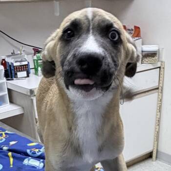 Kodiak-2423 -  Husky and American Bulldog Dog for Adoption in Tyler, Texas - Kodiak-2423 | PetCurious