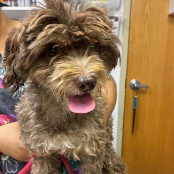 Tiffany Valentine -  Cockapoo Dog for Adoption in Newark, New Jersey - Tiffany Valentine | PetCurious