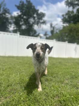 Rescue Terrier Dogs for Adoption in Osage Beach, Missouri - Scout | PetCurious