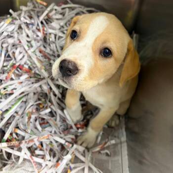 Lingo -  Terrier Dog for Adoption in Montgomery, Alabama - Lingo | PetCurious