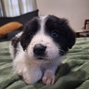Rescue Border Collie Dogs for Adoption in South Kingstown, Rhode Island - Elsie Holstein | PetCurious