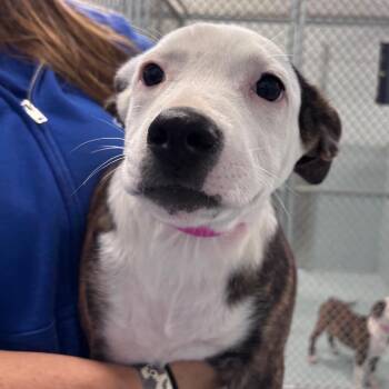 Pit Bull Terrier and Mixed Breed Dogs Available for Adoption - K.C. | PetCurious