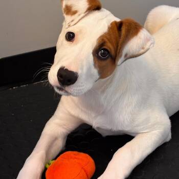 Mixed Breed Dogs Available for Adoption in Cranston, Rhode Island - EMILY | PetCurious