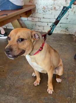 Oriel - AVAILABLE TO FOSTER OR ADOPT -  Mixed Breed Dog for Adoption in Clayton, North Carolina - Oriel - AVAILABLE TO FOSTER OR ADOPT | PetCurious