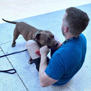 Jackie -  Pit Bull Terrier Dog for Adoption in Bismarck, North Dakota - Jackie | PetCurious