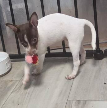 Chihuahua and Mixed Breed Dogs Available for Adoption in Fort Collins, Colorado - Maple | PetCurious