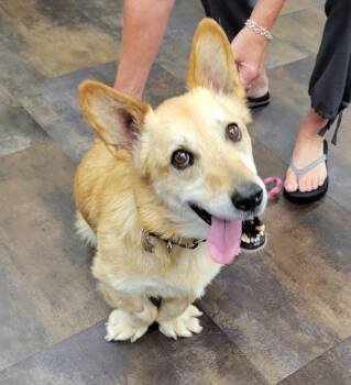 Watson -  Corgi Dog for Adoption in Lisbon, Ohio - Watson | PetCurious
