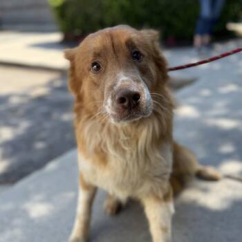Retriever and Australian Shepherd Dogs Available for Adoption in Columbia, South Carolina - Cinder | PetCurious