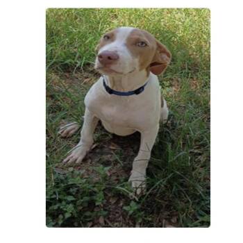 Waffles -  Pit Bull Terrier Dog for Adoption in Anahuac, Texas - Waffles | PetCurious