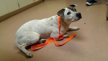 Pit Bull Terrier Dogs Available for Adoption - GRISI | PetCurious