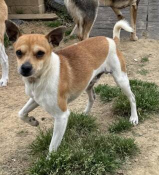 Arlo -  Chihuahua and Terrier Dog for Adoption in Horn Lake, Mississippi - Arlo | PetCurious