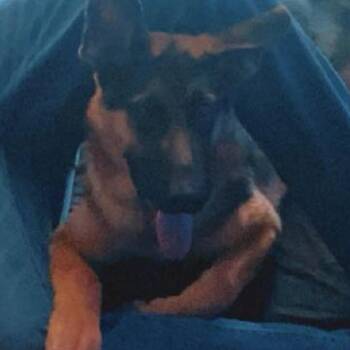 Prince -  Shepherd Dog for Adoption in Harrisonburg, Virginia - Prince | PetCurious