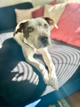 Shortcake Sweetie -  Pit Bull Terrier and Jack Russell Terrier Dog for Adoption in Friendswood, Texas - Shortcake Sweetie | PetCurious