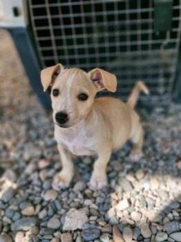 Chihuahua and Labrador Retriever Dogs Available for Adoption in Calgary, Alberta - Ito | PetCurious