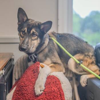 Kai -  Husky and Shepherd Dog for Adoption in Pawling, New York - Kai | PetCurious