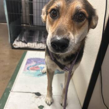 Zelda -  German Shepherd Dog Dog for Adoption in Lake Jackson, Texas - Zelda | PetCurious