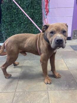Pit Bull Terrier and Mixed Breed Dogs Available for Adoption - 60746408 | PetCurious