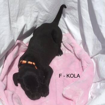 Kola -  Mixed Breed Dog for Adoption in Calgary, Alberta - Kola | PetCurious