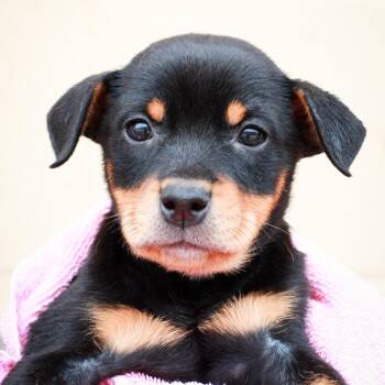 Miniature Pinscher and Terrier Dogs Available for Adoption in Hattiesburg, Mississippi - Screwdriver | PetCurious